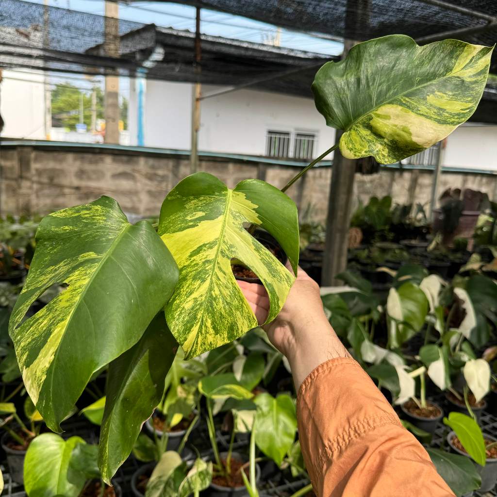 Monstera Aurea มอนสเตร่าด่างเหลือง ไม้ด่าง