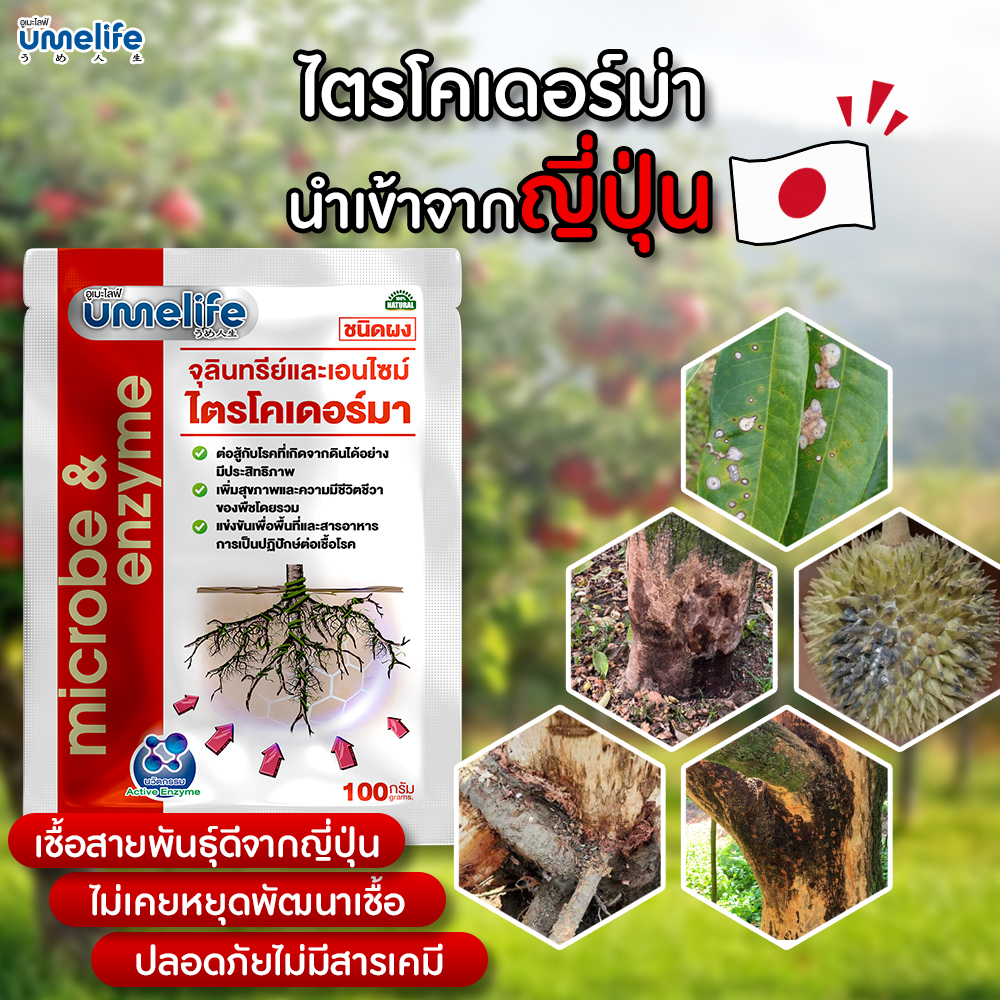 อูเมะไลฟ์ ไตรโคเดอร์มา 100 กรัม จุลินทรีย์ป้องกันรากเน่า ป้องกันเชื้อราในดิน ป้องกันเชื้อโรคในดิน