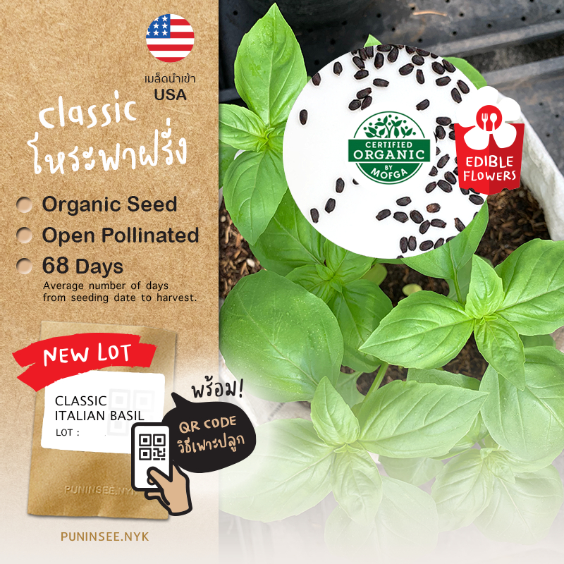 เมล็ดสมุนไพรนำเข้า เบซิล โหระพาฝรั่ง Classic Italian Basil (Organic Seed) Herb สมุนไพรฝรั่ง ใบเขียว