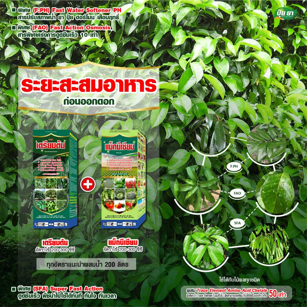 สะสมอาหารมังคุด ปุ๋ยยา สะสมอาหาร เร่งใบแก่ ใบใหญ่ ใบเพสลาด เตรียมต้น ให้สมบูรณ์ พร้อมออกดอก ดอกดก ขนาด 1 ลิตร + 1 ลิตร