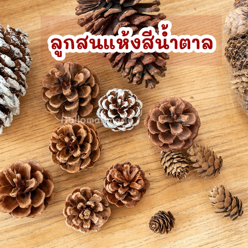 ลูกสนธรรมชาติ ลูกสนแห้ง พร๊อพถ่ายรูป ของเล่นสัตว์เลี้ยง ลูกสน