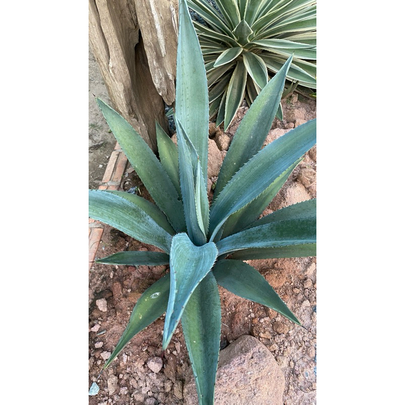 อากาเว่ อเมริกาน่า อากาเว่ไตรกีน่า อากาเว่สีฟ้า Agave Americana ส่งแบบเอาดินออก