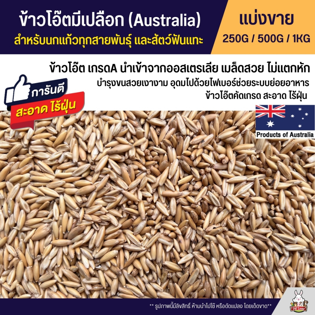ข้าวโอ๊ตมีเปลือก Oat Australia เกรดA ข้าวโอ็ตอาหารนกแก้ว และสัตว์ฟันแทะ สะอาด ร่อนฝุ่นทุกถุง (แบ่งขาย 250G / 500G / 1KG)