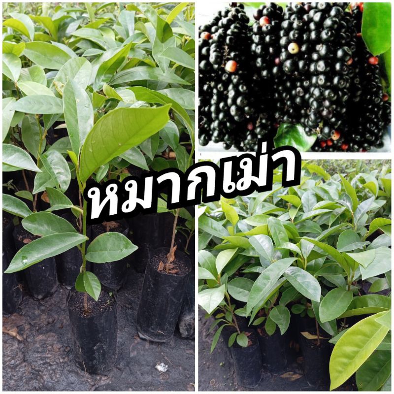 ต้นหมากเม่า ชุด 10 ต้น