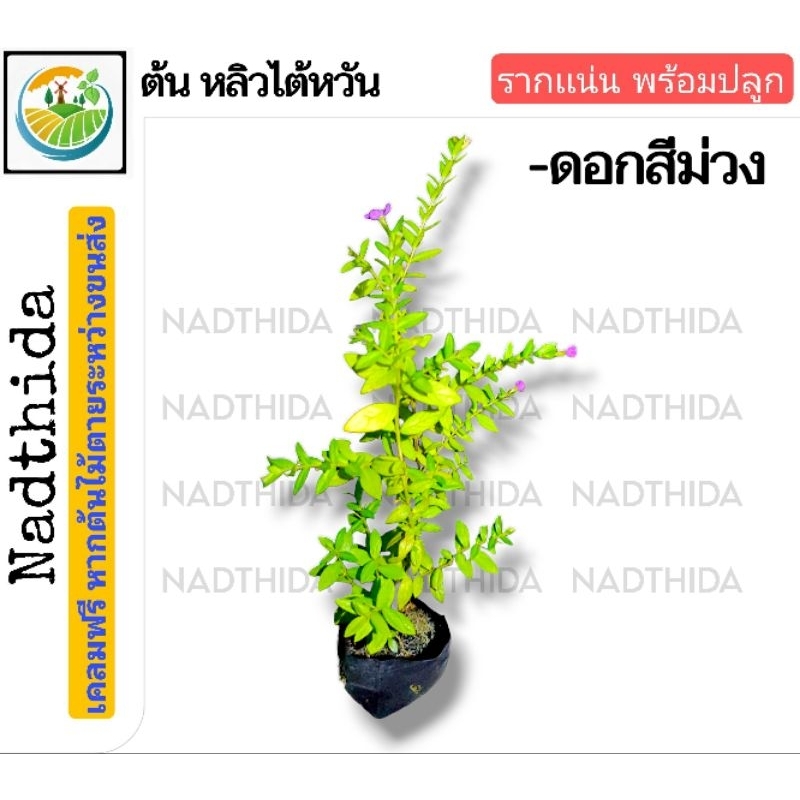 Nadthida ต้นหลิวไต้หวัน บ้านไทรทวี  ต้นไม้ตาย เคลมฟรี ทุกต้น เฉพาะ ระหว่างขนส่ง เท่านั้น หลิวไต้หวัน ต้นหลิว หลิว - รูปที่ 4