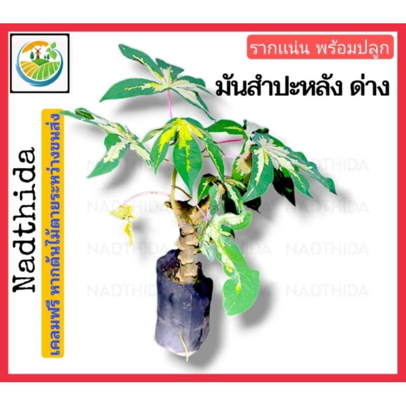 Nadthida ต้นมันสัมปะหลัง ด่าง (เพาะถุงชำรากเดินดี) มันด่าง มันสำปะหลังด่าง Nadtida  มันสัมปะหลังด่าง ต้นมันด่าง มันด่าง