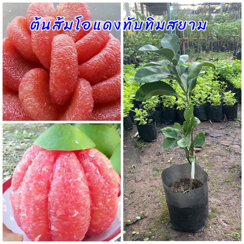 ต้นส้มโอแดงทับทิมสยาม ต้นพันธุ์เสียบยอด ขนาดต้น 40ซม. เนื้อข้างในสีแดงรสชาติหวานอร่อย