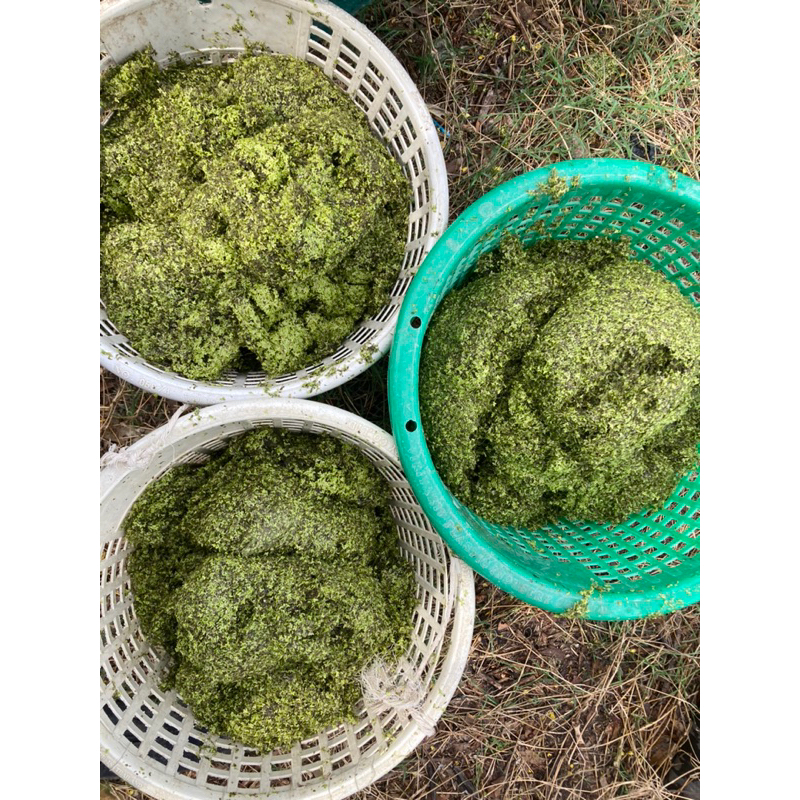 แหนเป็ด 1 กก. โปรตีนสูง ใช้บำบัดน้ำเสีย อาหารปลา อาหารไก่ ขยายพันธ์ง่าย - รูปที่ 3