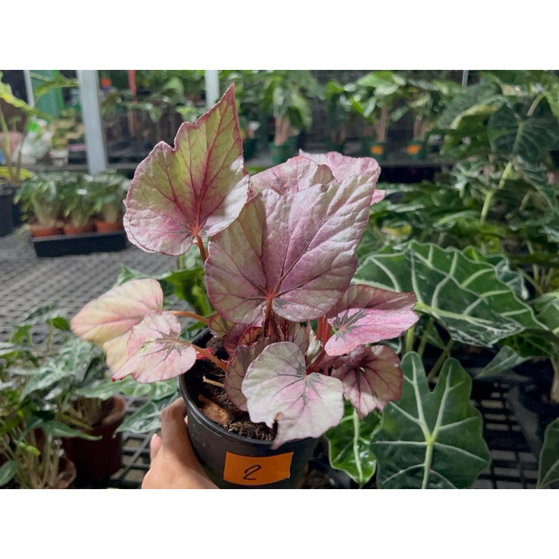 #Begonia Rex Pink &Silver. - Ship Without Pot. These are The Exact Plants #Begonia Rex กระถาง 4 -5นิ