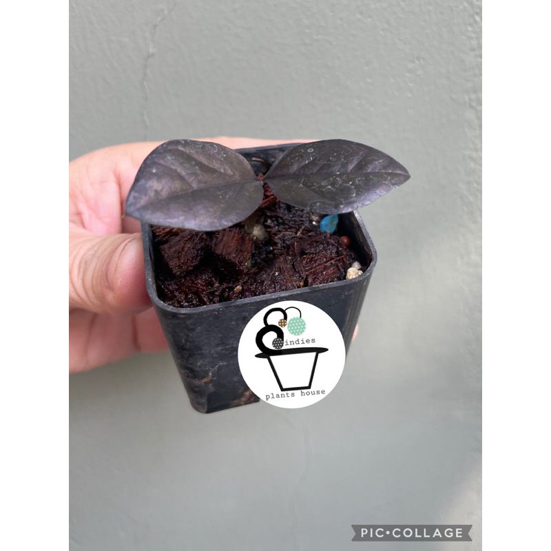 ต้นกวักมรกตแคระใบดำ zamioculcas zamiifolia black