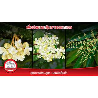 (ของแท้100%) ปุ๋ยตรากระต่าย สูตร 9-25-25 แบ่งขาย 1 กิโลกรัม