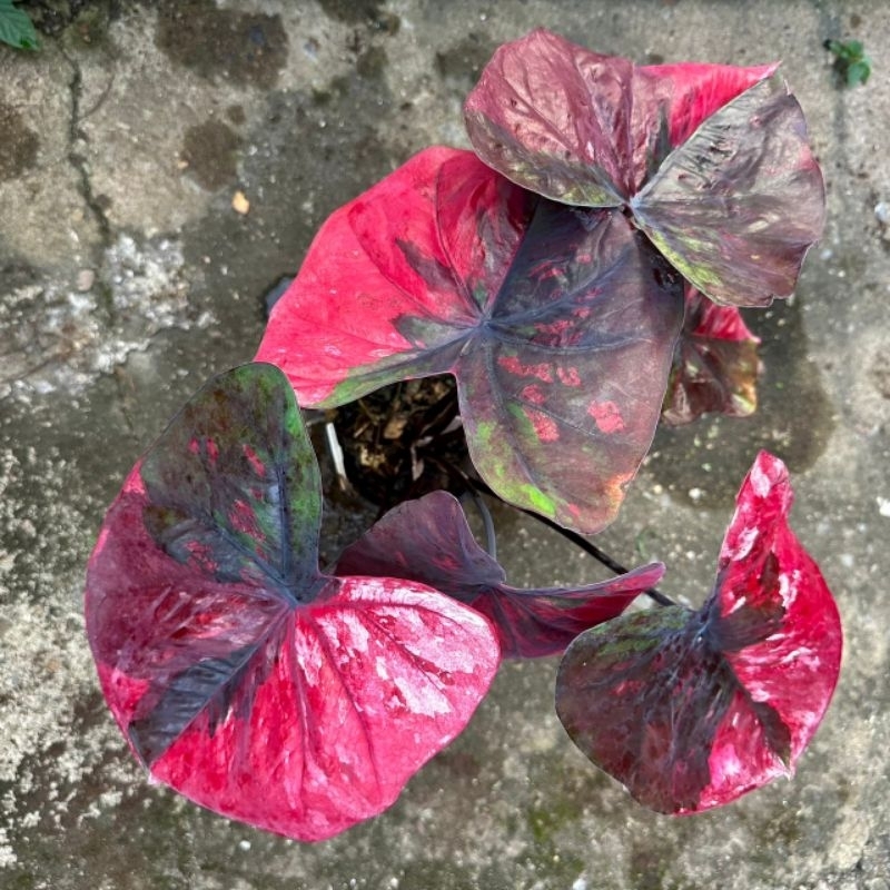บอนสี  บอนสีปีศาจแดง