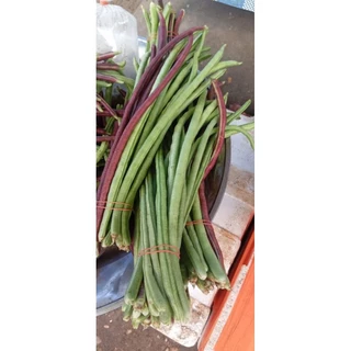 เมล็ดพันธุ์ถั่วปีถั่วดำ 100 เมล็ด 49 บาทเนื้อแน่นเนื้อหนาตำส้มตำแซ่บซื้อ2เเถม1ซอง