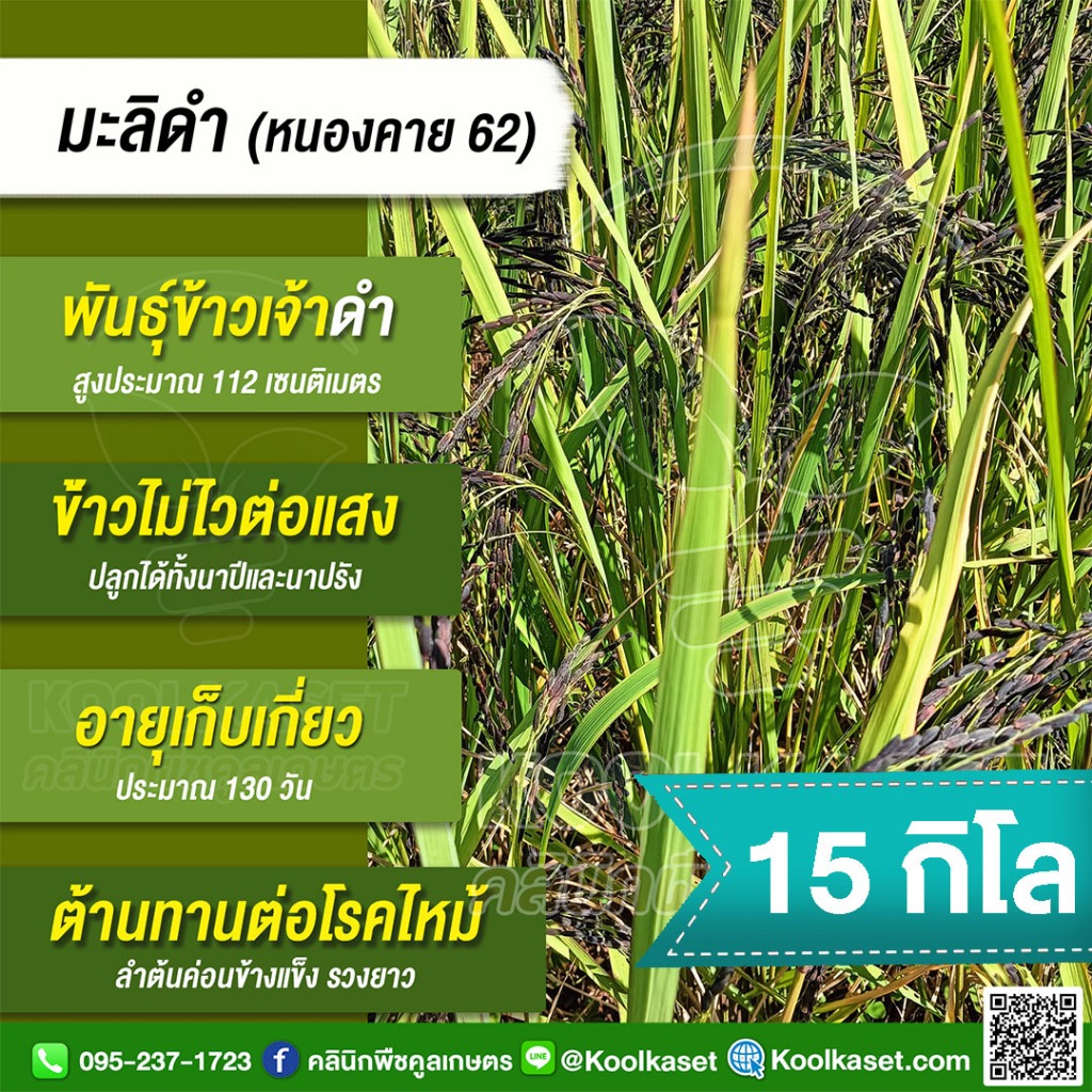 พันธุ์​ข้าว ข้าวเจ้า มะลิดำ กข.83 หนองคาย 62 นาปี นาปรัง ไม่ไวแสง หอมนุ่ม 15 กก. คูลเกษตร KR39