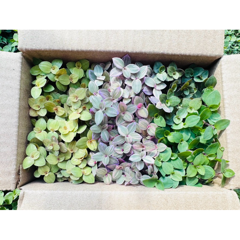 ต้นริบบิ้นชาลี กิ่งชำตัดสด หนึ่งกล่องสามสี กล่องเบอร์ 00 - รูปที่ 4