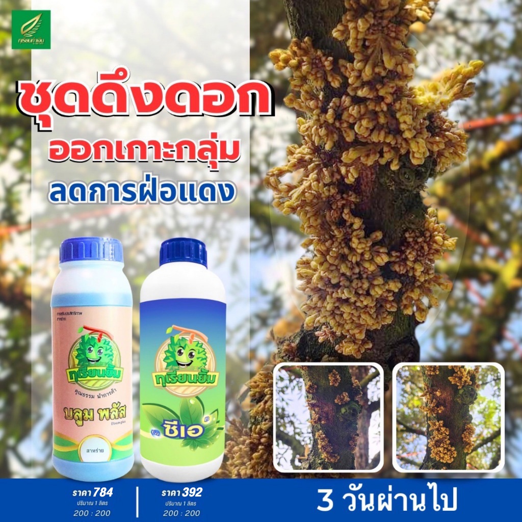 ชุดดึงดอก กระตุ้นการออกดอก ออกดอกง่าย แข็งแรง