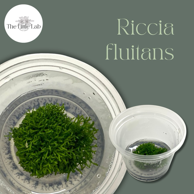 Riccia fluitans ริคเซีย มอสริคเซีย ไม้น้ำเนื้อเยื่อ ไม้น้ำ