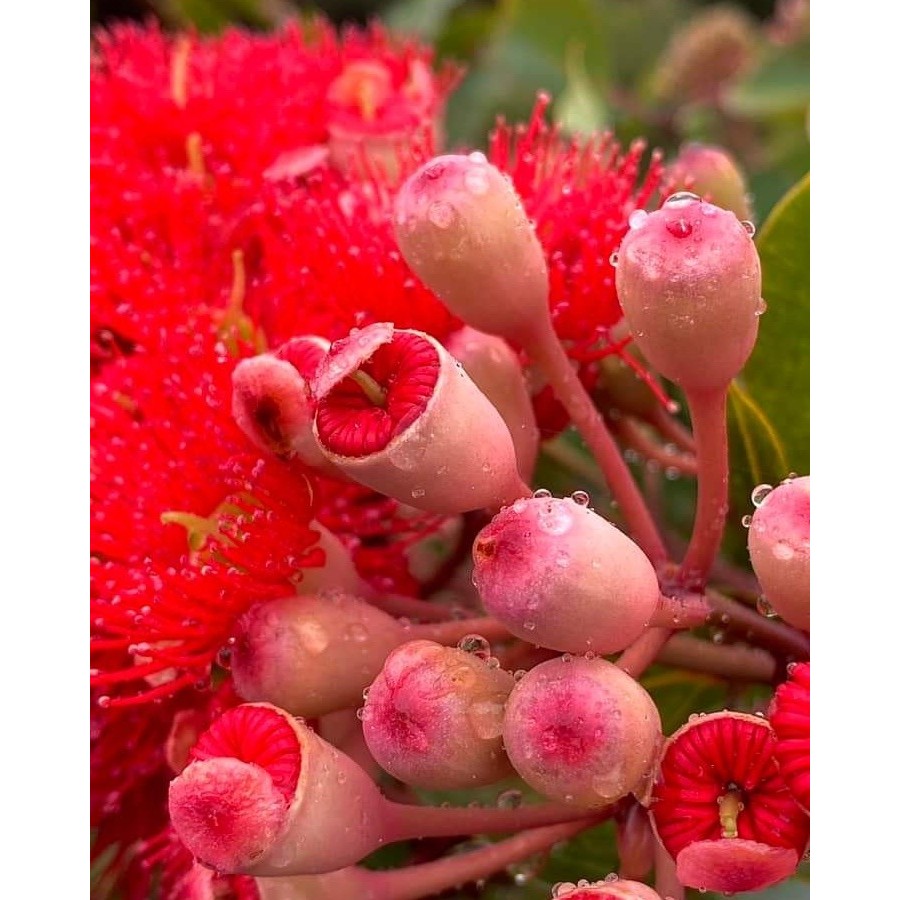 ต้น Corymbia 'Summer Red'