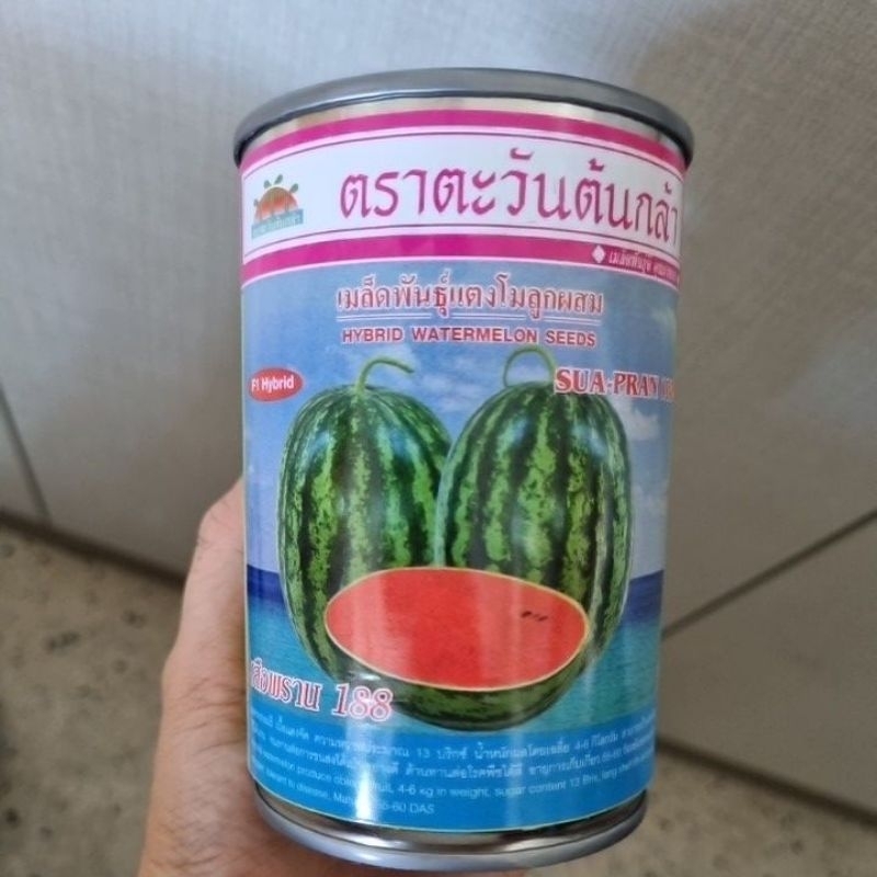 แตงโมเสือพราน 188 ตราตะวันต้นกล้า