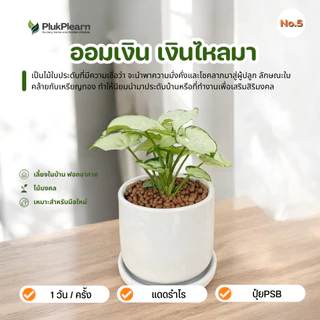 ต้นไม้มงคล เซท พร้อมกระถางเซรามิค เกรด AA วางในบ้านได้ เลี้ยงง่าย มือใหม่หัดเลี้ยง ดูแลง่าย