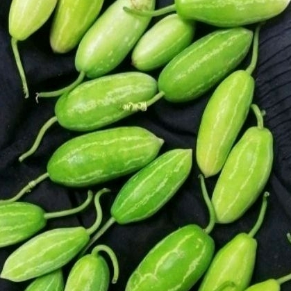 ลูกตำลึงสด​ 500 กรัม​ หรือ​ ครึ่งกิโล 30 บาท (อยู่ในสวนมะพร้าว) 1กิโล​ ครึ่ง​ ​80 บาท