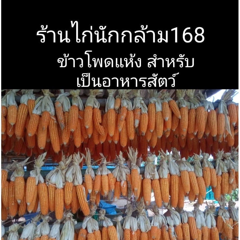 ข้าวโพดแห้ง แกะเปลือก ฝักสวย คละไซซ์ สำหรับเป็นอาหารสัตว์