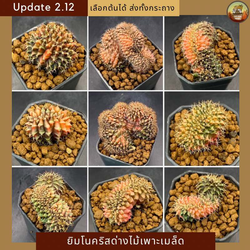 [Update 2.12] ยิมโนคริสด่างไม้เพาะเมล็ด คัดเกรด สวยๆทุกต้น cactus ส่งทั้งกระถาง