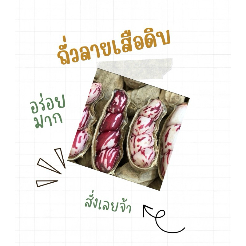 ถั่วลายเสือดิบ5กิโลเก็บใหม่ๆคัดภายนอกก่อนส่งและร่อนดินก่อน