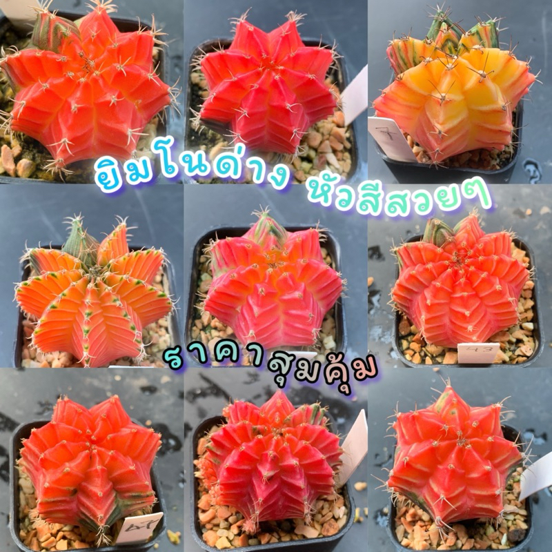 ยิมโนด่าง แคคตัส ไม้สายลุ้นคัดฟอร์มสวยๆ ราคาสุดคุ้ม S1👈👈🔥🌵🌵