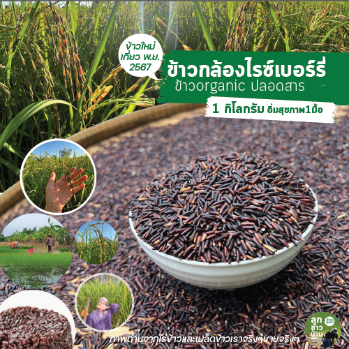 ข้าวไรซ์เบอร์รี่(ข้าวกล้อง) ข้าวออร์แกนิก ข้าวใหม่นาปี 2567 ปลูกโดยชาวนาอีสาน จำนวน 1 กิโลกรัม