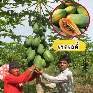 เมล็ดมะละกอ สายพันธุ์แท้ มีให้เลือกหลากหลายสายพันธุ์ บรรจุ 30-40 เมล็ด