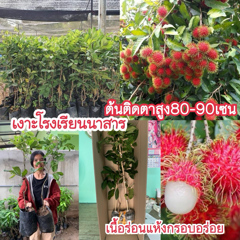 #ต้นเงาะโรงเรียนนาสาร(ติดตา) สูง80-1 เมตร ทำให้ออกผลเร็ว  1 ปีติดผล