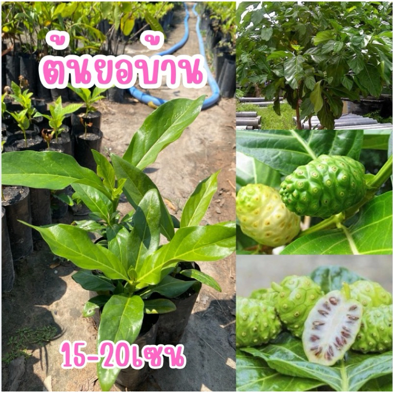 ต้นยอบ้าน ขั้นต่ำ2ต้นขึ้นไป (ต้นละ20บาท) ต้นสวยแข็งแรงพร้อมส่ง