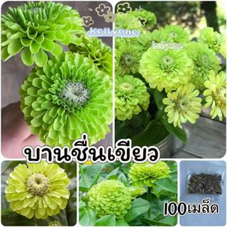 เมล็ดพันธุ์บานชื่นเขียว บรรจุ 60 เมล็ด
