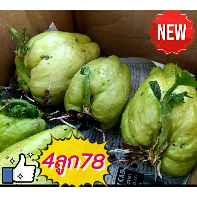 พันธุ์มะระหวาน รากแน่น % พร้อมปลูก 4ลูก78