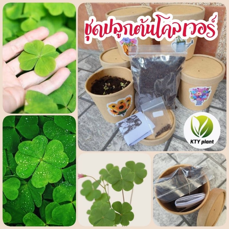 ชุดปลูกเมล็ดพันธุ์โคลเวอร์ ต้นclover ชุดปลูกดอกไม้ ผักสวนครัว