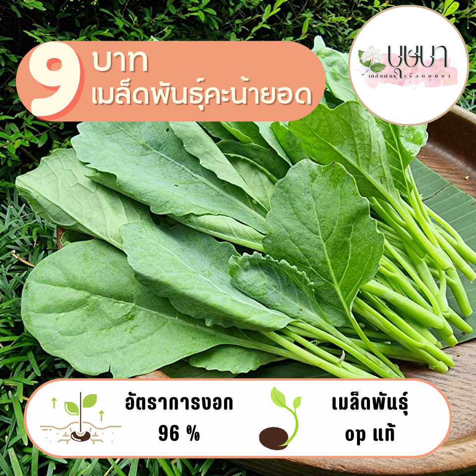 เมล็ดพันธุ์ผักคะน้ายอด 1,000 เมล็ด 9 บาท