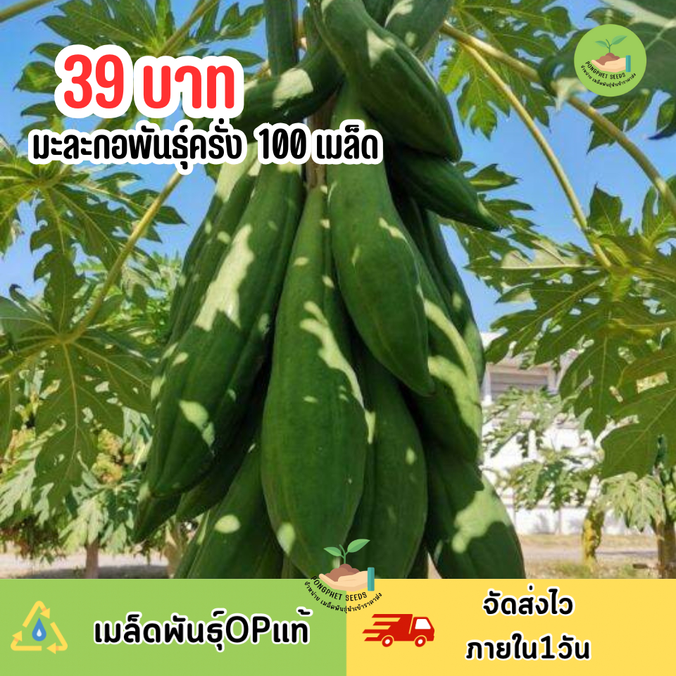 เมล็ดมะละกอพันธุ์ครั่ง 100 เมล็ด
