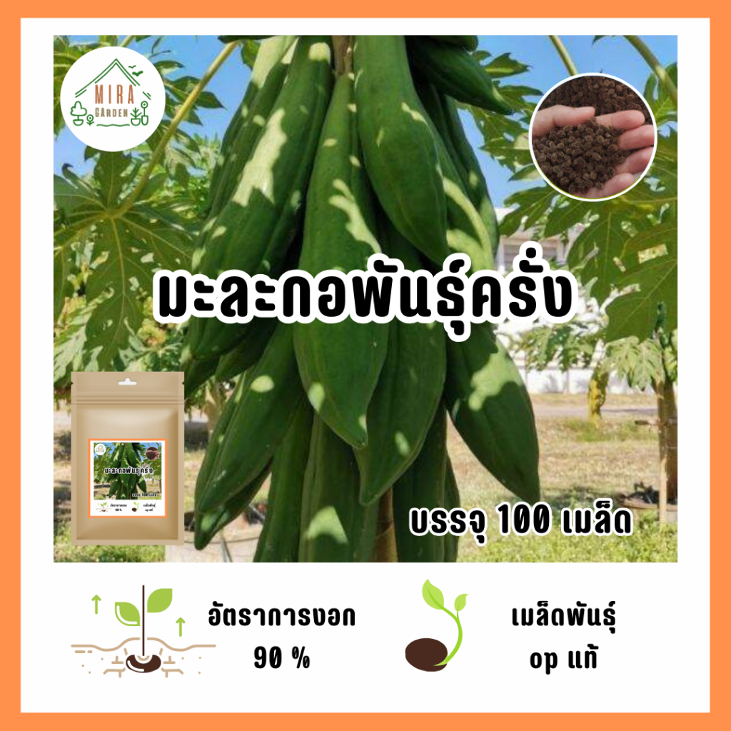 เมล็ดมะละกอพันธุ์ครั่ง 100 เมล็ด