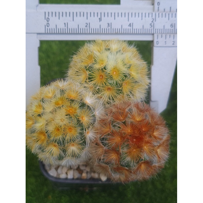 คามิเน่ แคคตัส กระถาง 2 นิ้ว