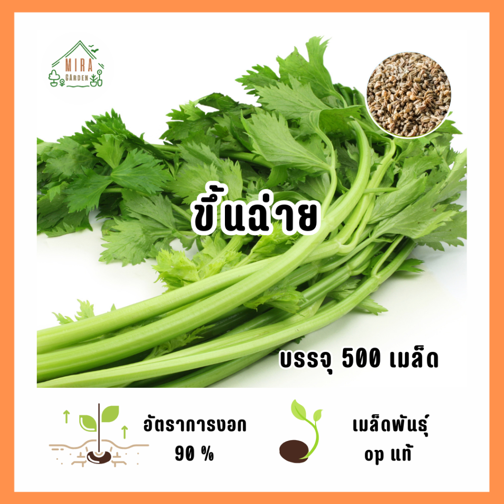9บาท ขึ้นฉ่าย500 เมล็ด