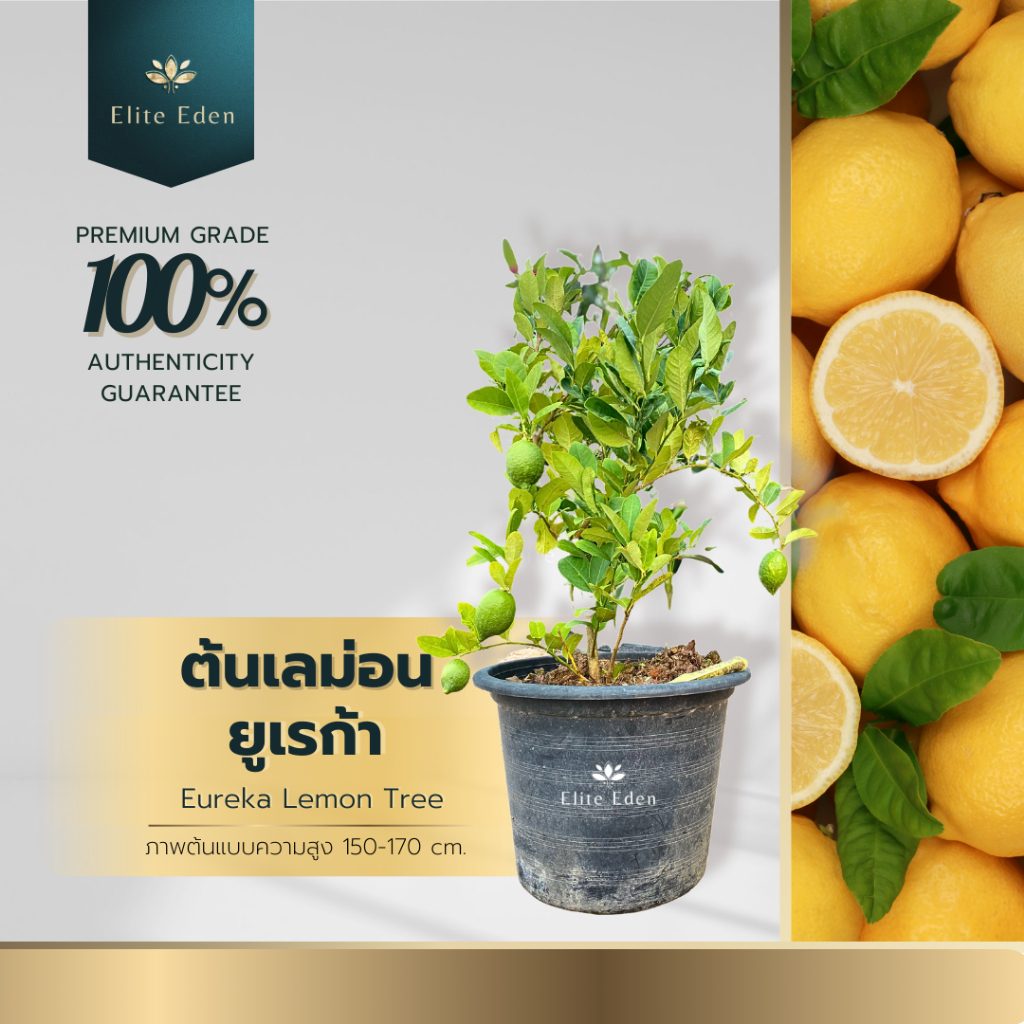 ต้นเลม่อนยูเรก้า สูง 150-200 cm. (ต้นใหญ่) ผลใหญ่ กลิ่นหอมสดชื่น พันธุ์เลม่อนยอดนิยมในระดับโลก