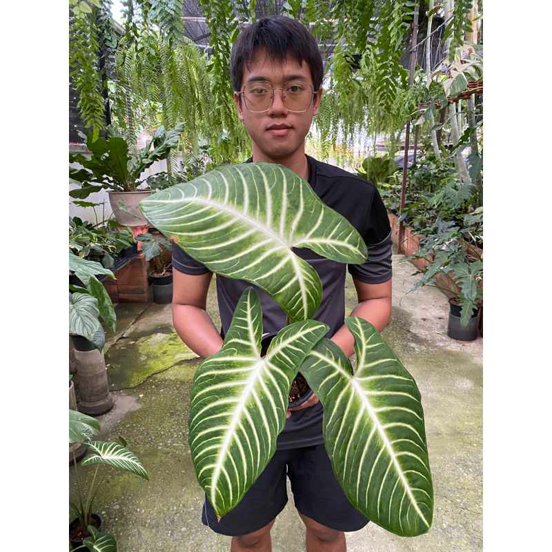 Xanthosoma ซันโต โซม่า กระถาง 8 นิ้ว มีลวดลายที่เป็นเอกลักษณ์ ใบใหญ่ได้เกือบ 1 เมตร แต่งสวนประดับบ้านสวยมาก