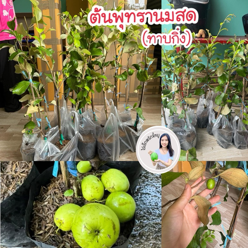 #ต้นพุทรานมสด (ทาบกิ่ง) สูงราว40-60เซน 5-6 เดือนติดผล ติดผลตั้งแต่อยู่ในถุงดำลูกดกมาก