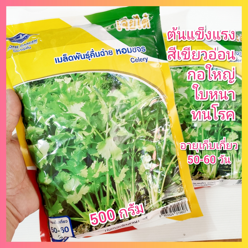 เมล็ดพันธุ์คื่นฉ่าย หอมขจร 500 กรัม ตราเจียไต๋ คื่นฉ่ายหอมขจร