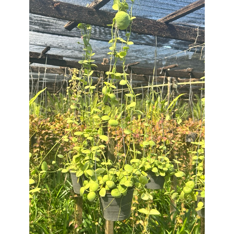 มุมมอง 2