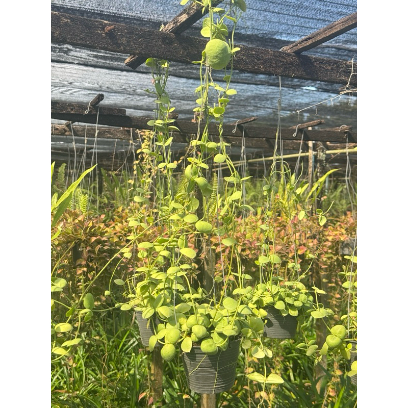 มุมมอง 4