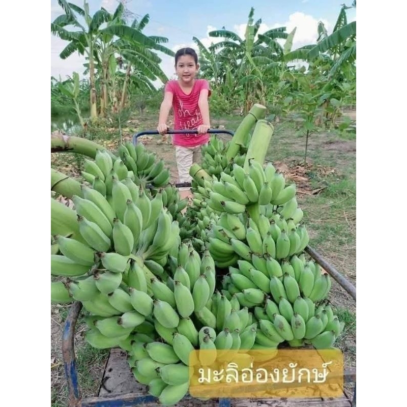 หน่อกล้วยมะลิอ่องยักษ์   หน่อกล้วยน้ำว้า รสชาติอร่อย เนื้อแน่นนุ่มฟู สมบรูณ์หนักถึงหวีละ4กิโลกรัม ปลูกง่าย
