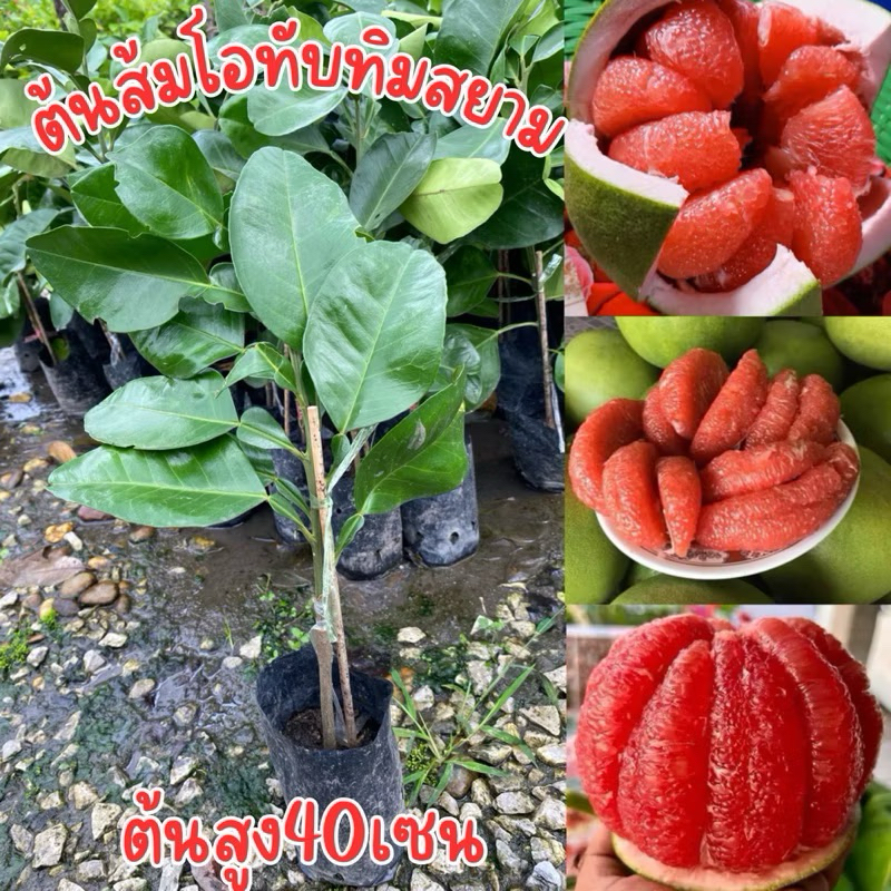 ต้นส้มโอทับทิมสยาม เสียบยอด ถุงเล็ก สูง40เซน พร้อมปลูก