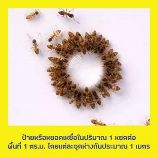 ของแท้ เจลกำจัดมด Bayer ไบเออร์ ควอนตั้ม 12 กรัม เหยื่อกำจัดมด